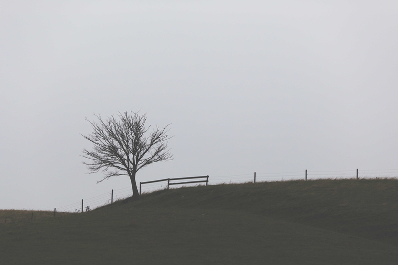 land, day, tranquility, architecture, field, tree, 5K, sky, clear sky, outdoors, nature, tranquil scene, bare tree, no people, landscape, beauty in nature