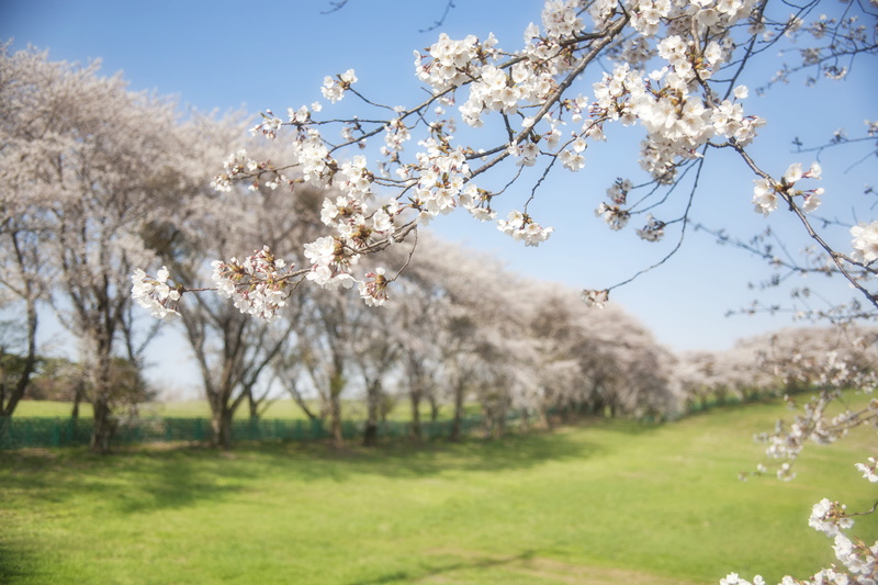 day, branch, Wood, Seosan, tree, flower, 4K, tranquility, land, beauty in nature, outdoors, plant, growth, Flowers, field, no people, grass, cherry blossom