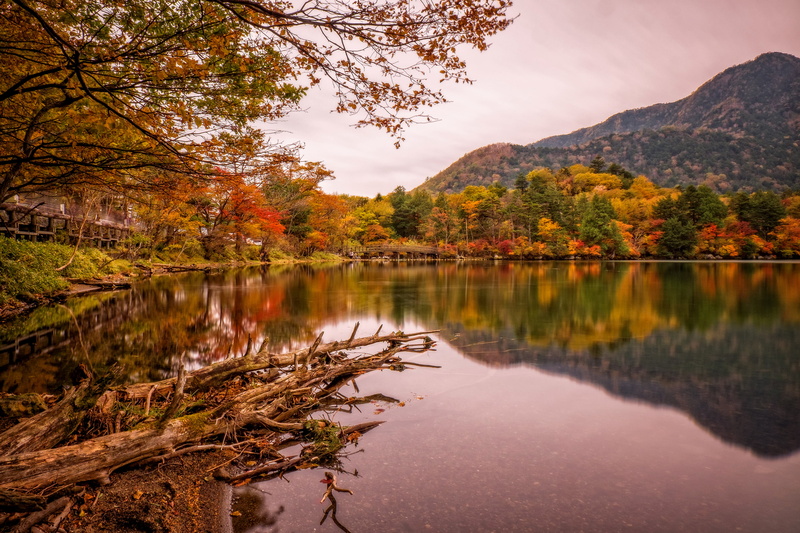 tree, nature, lake, bridge, sky, autumn, water, tranquil scene, Park, non-urban scene, growth, trees, 2K, Japan, tranquility, Nikko, autumn collection