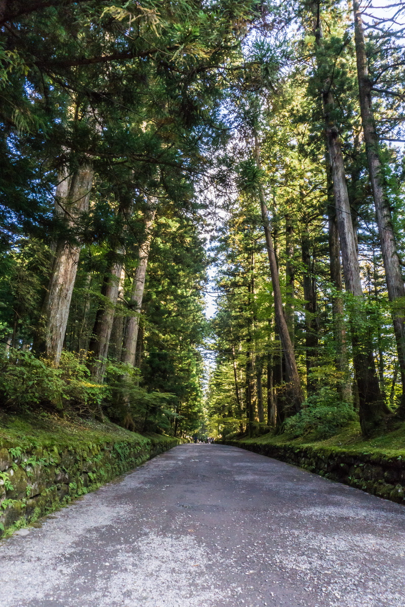 Japan, beauty in nature, green color, trunk, no people, tranquility, World Heritage, plant, day, woodland, direction, tree, forest, diminishing perspective