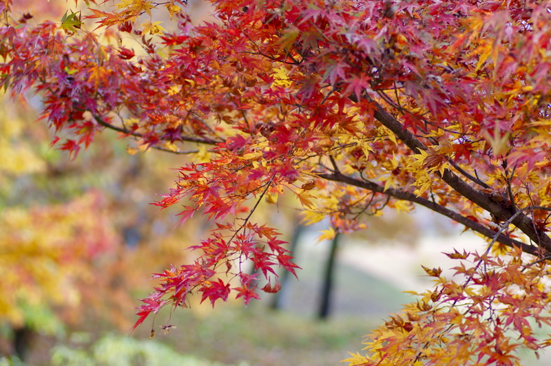 maple leaf, fall, close-up, growth, cherry blossom, plant, branch, leaf, change, fragility, nature, leaves, maple tree, day, nikko, red, beauty in nature