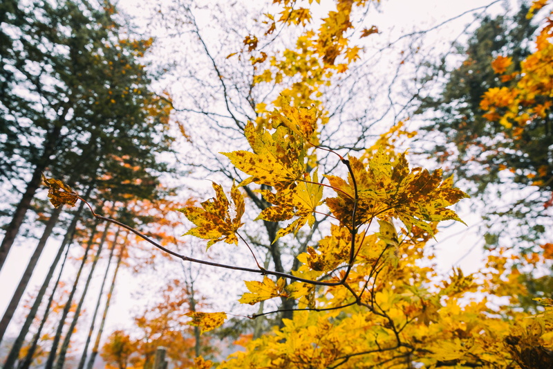 freshness, no people, maple, sky, tranquility, autumn, scenics - nature, 5K, branch, tree canopy, nikko, beauty in nature, yellow, plant, japan, plant part