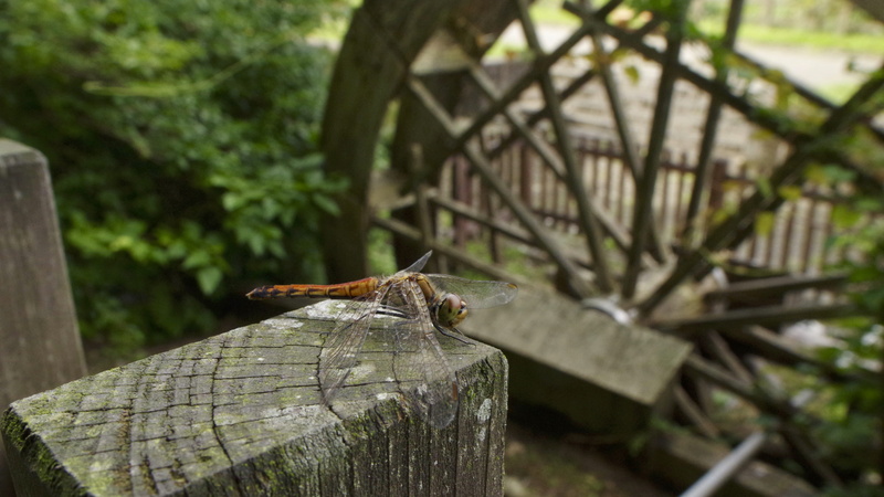 animal wildlife, waterwheel, one animal, animal, vertebrate, nature, river, plant, focus on foreground, summer, forest, wood - material, insect, 5K, nikko