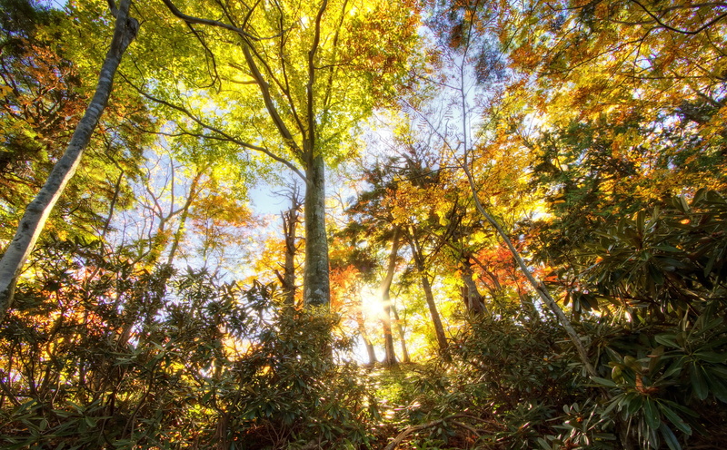 tree, no people, brown, Forests, tranquility, canon, Japan, branch, change, Nikko, Autumn, Trees, low angle view, Sunset, non-urban scene, day, scenics - nature