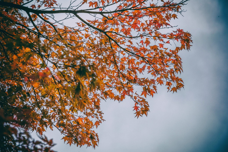 beauty in nature, tranquility, maple tree, plant, kegon falls, nature, plant part, tree, natural condition, sky, branch, outdoors, orange color, maple leaf