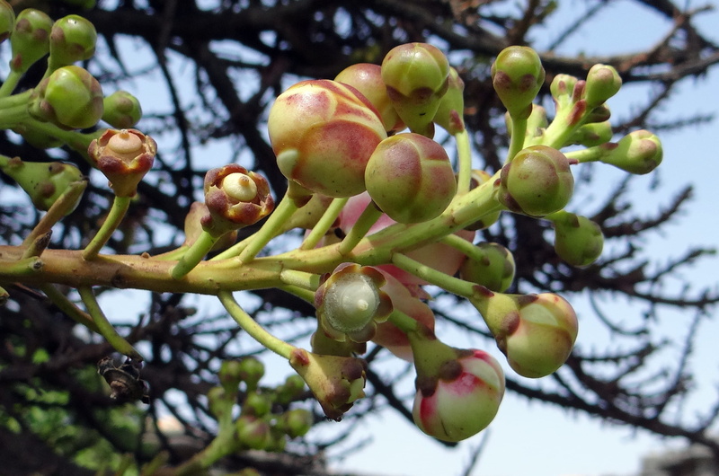 olive, beauty in nature, fruit, halebidu, food and drink, plant, close-up, freshness, couroupita guianensis, branch, food, low angle view, buds, cannonball tree