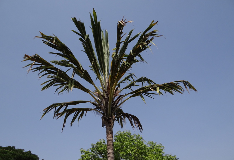 nature, Tree, clear sky, Halebidu, sky, sunny, palm leaf, plant, green color, tropical climate, branches, growth, agriculture, Exotic, environment, palm tree