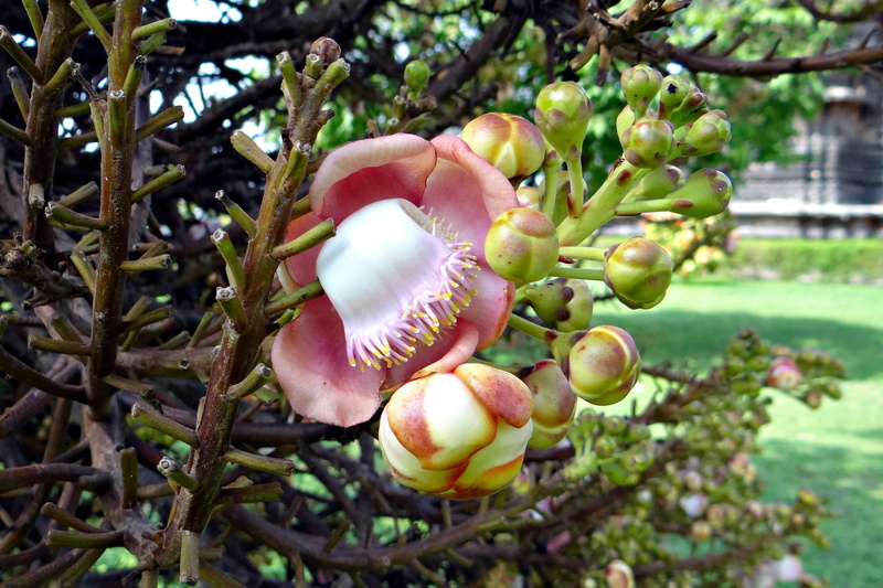 freshness, nature, india, no people, agriculture, healthy eating, food, day, nagkeshar, cannonball tree, halebidu, ripe, selective focus, green color, outdoors