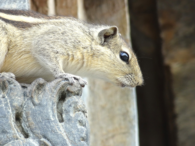 india, halebeedu, squirrel, one animal, chipmunk, sh 21, profile view, cute, nature, 4K, day, outdoors, focus on foreground, close-up, tree, animal head
