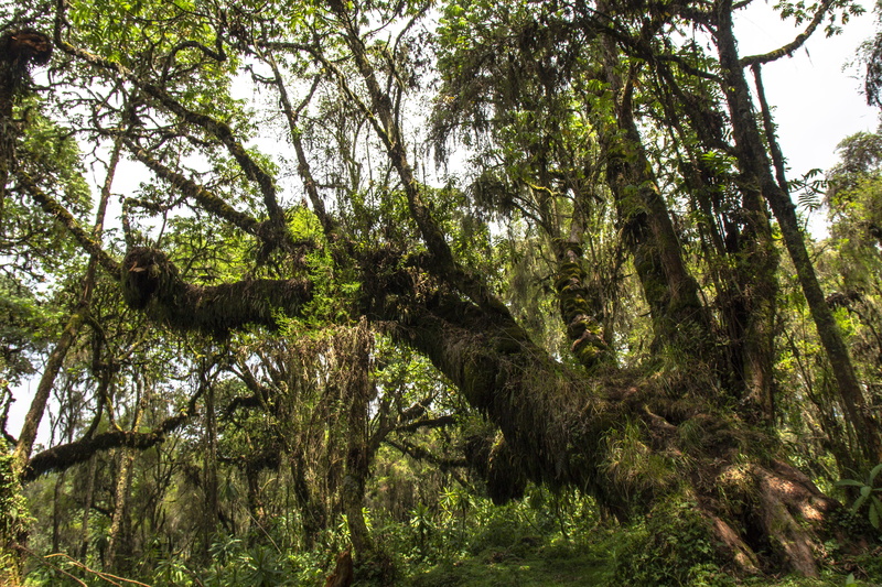 5K, jungle, day, no people, beauty in nature, trunk, tranquil scene, tranquility, rain, tree canopy, woodland, rwanda, mammal, outdoors, low angle view