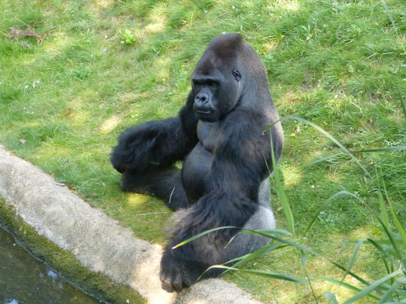 animals in the wild, one animal, land, grass, no people, vertebrate, gorilla, green color, care, nature, imposing, black, powerful, wait, animal, outdoors