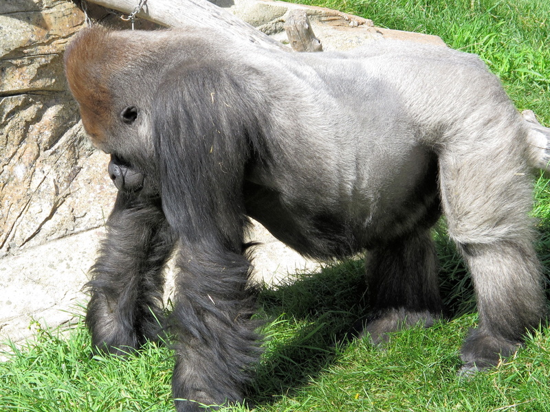 field, one animal, land, strength, 2K, animal wildlife, nature, domestic, monkey, zoo, mammal, animal, ape, plant, gorilla, livestock, grass, vertebrate