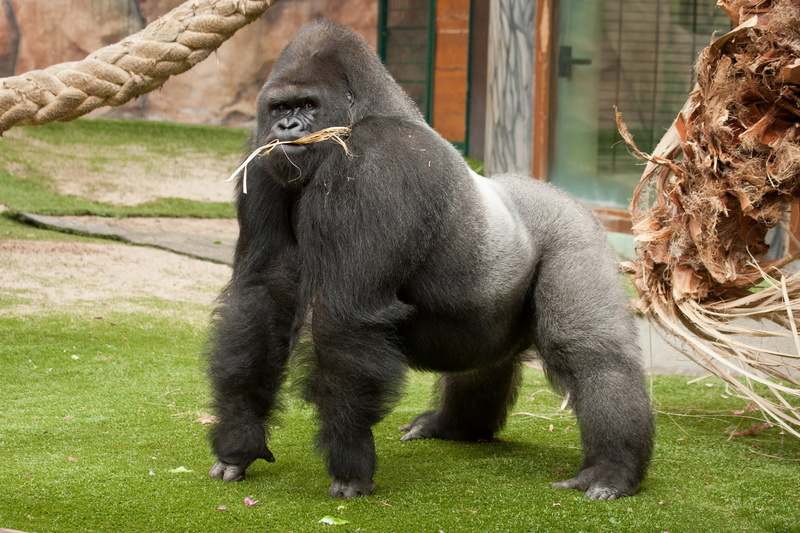1080P, primate, no People, animal, gray, monkey, human Face, vertebrate, male, zoo, plant, tropical Rainforest, young Animal, small, animals In The Wild