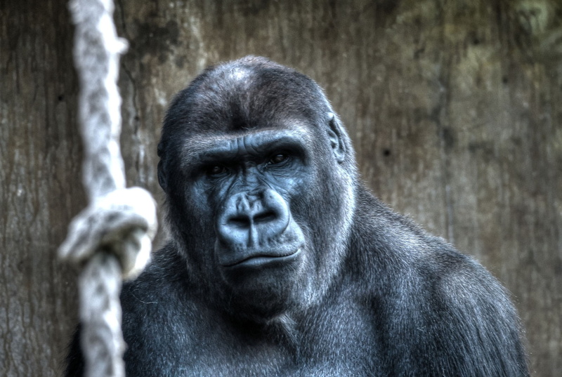 primate, day, contemplation, focus on foreground, Gorilla, outdoors, one animal, animal wildlife, no people, zoo, close-up, Blijdorp, endangered Species