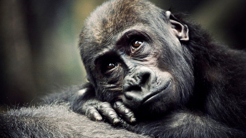 wildlife, mammal, primate, silverback Gorilla, depression - sadness, africa, facial Expression, looking, monkey, black, animals In The Wild, outdoors, animals in captivity