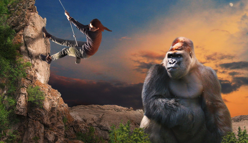 sitting, help, mammal, baboon, rock, primate, 5K, friend, ape, climb, silverback, sunset, powerful, mountain gorilla, nature, sky, monkey, tree, rock - object