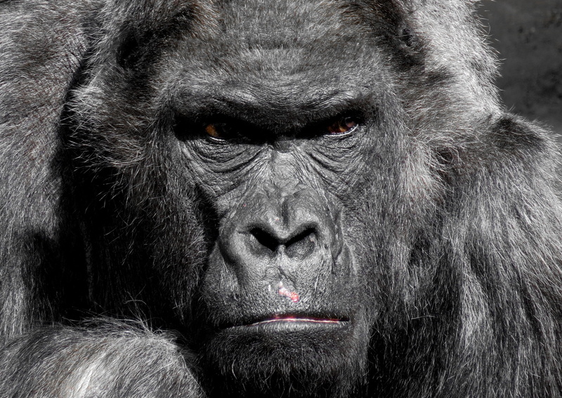 wildlife, mammal, no people, 2K, day, animal, black, animal photography, hair, vertebrate, animal wildlife, ape, animal hair, monkey, silverback, one animal