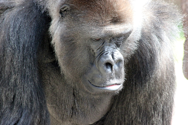 thoughtful, close-up, 5K, vertebrate, animals in captivity, no people, gorilla, strength, zoo, day, animal, males, baboon, ape, animal wildlife, animals in the wild