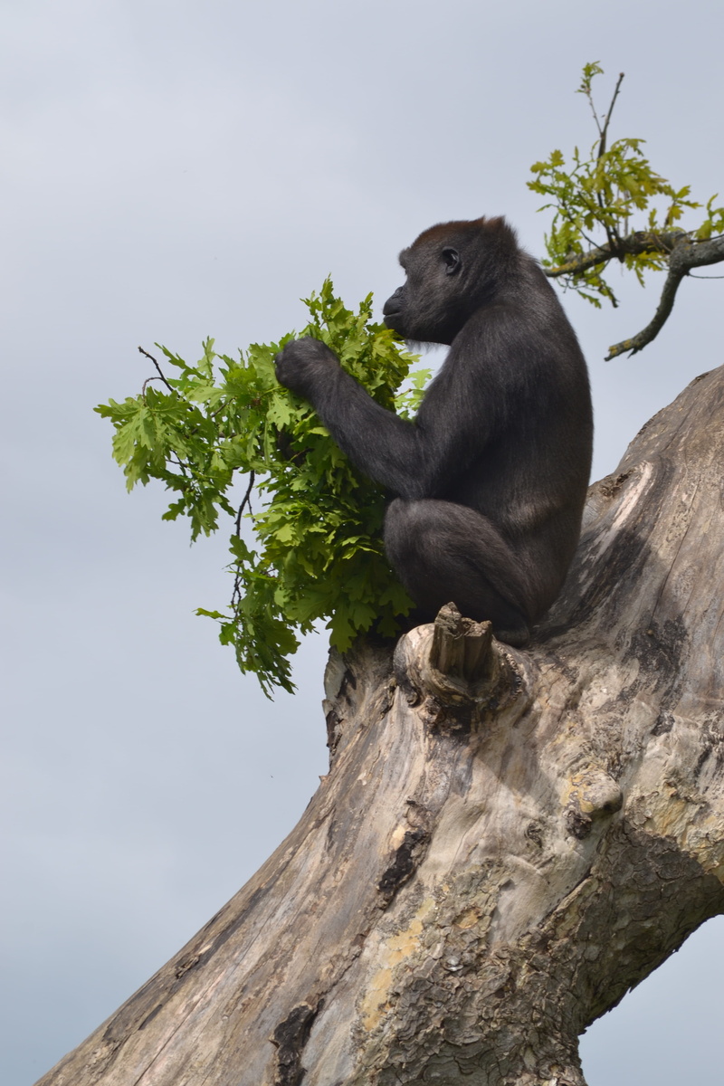 Silverback Gorilla, zoo, vertebrate, animal wildlife, zoology, no people, eating, animal themes, monkey, silverback, species, outdoors, plant, mammal, environment