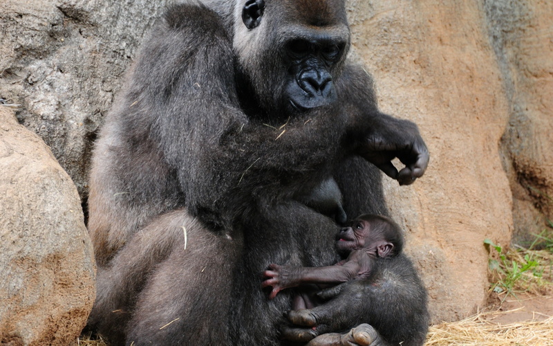 cub, sitting, nature, zoo, young Animal, gorilla, 2K, forest, portrait, central Africa, one Animal, ape, animal Arm, africa, animal, tropical Rainforest