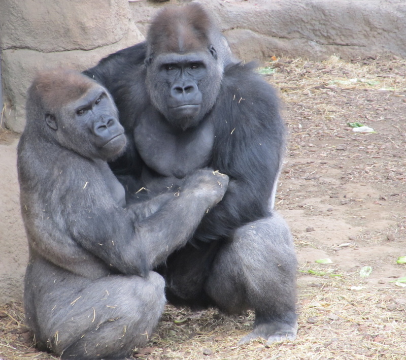 vertebrate, africa, brown, gorilla, group of animals, mammal, care, field, ground, animals, strength, family, animal, endangered Species, animals In The Wild