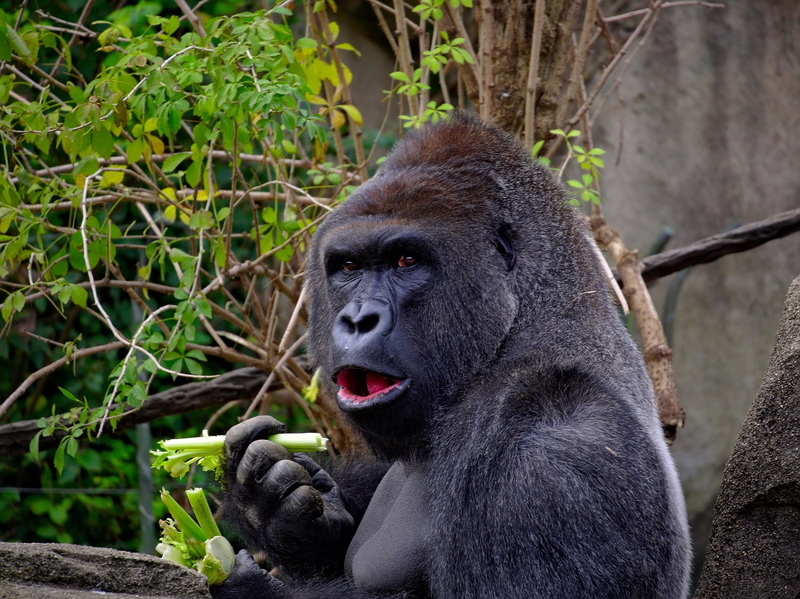 animal, nature, portrait, animal themes, enclosure, black Color, monkey, focus on foreground, eating, safari Animals, tropical Rainforest, mouth open, no people