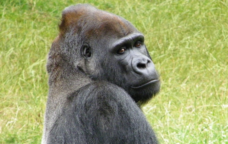 fur, beast, green, huge, central Africa, black, mammal, endangered Species, animal themes, silverback Gorilla, powerful, looking, nature, zoo, outdoors