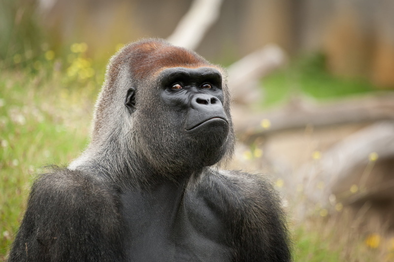 gorilla, living Organism, mammal, tropical Rainforest, mother, look, ugandan Culture, wilderness Area, east Africa, zoo, animal Head, uganda, animals In The Wild