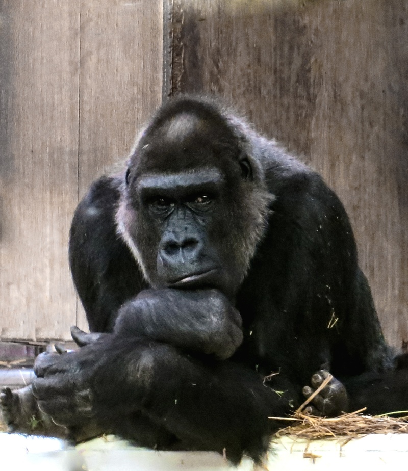 one animal, black color, animal wildlife, thinking, care, photography, no people, vertebrate, ape, dominant, mammal, looking at camera, portrait, zoo, relaxation