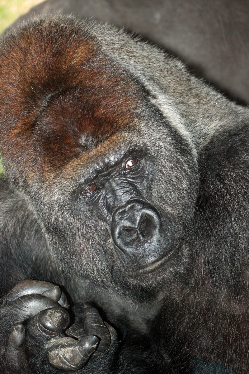 animal wildlife, monkey, portrait, vertebrate, silverback Gorilla, 4K, looking, gorilla, animal body part, one animal, no people, animal, finger, wildlife