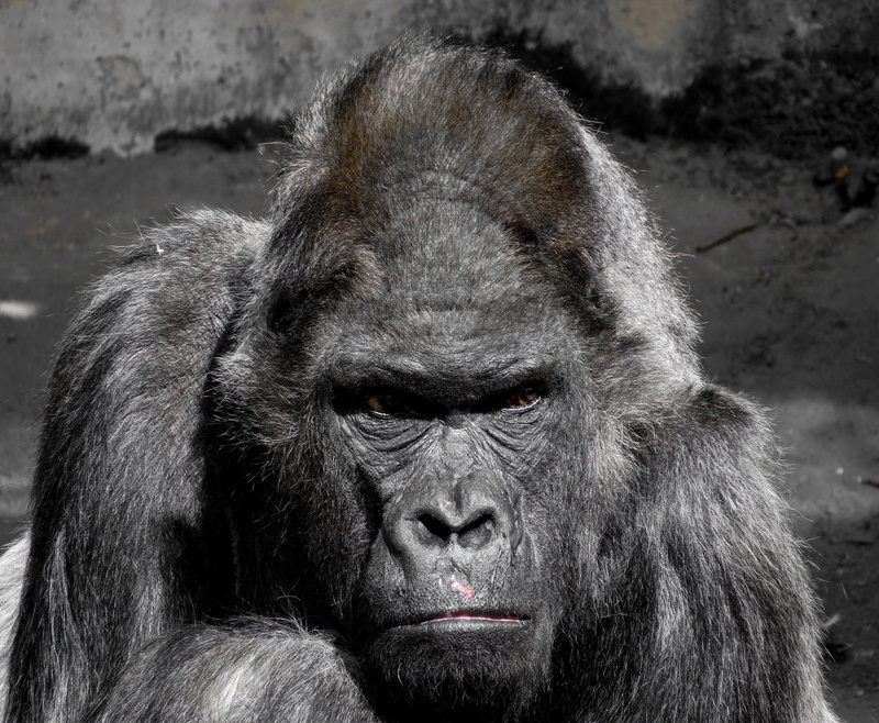 portrait, hair, grim, black, monkey, animal, photo, focus on foreground, gorilla, animals in captivity, africa, wildlife, primate, silverback Gorilla, close-up