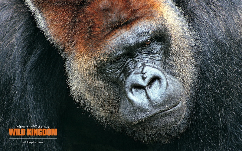 monkey, gorilla, 1080P