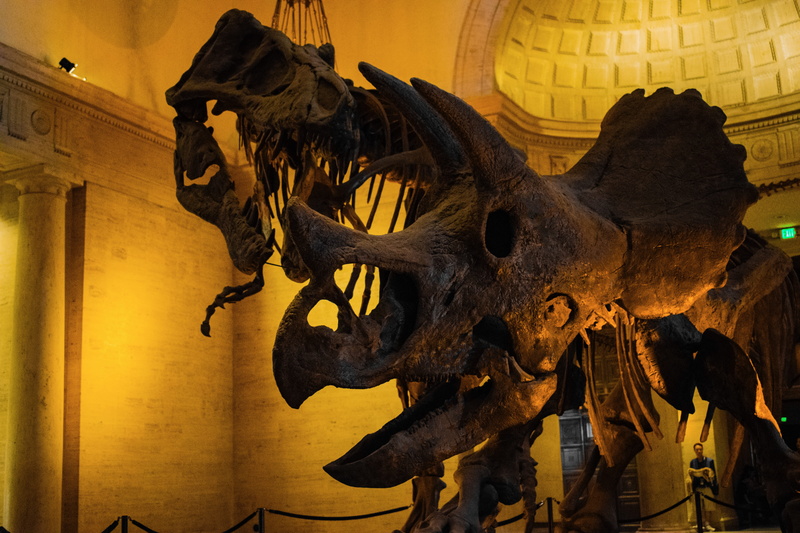 5K, indoors, natural history museum of los angeles, representation, animales, architecture, museo, usa, Los Angeles, art and craft, building, illuminated