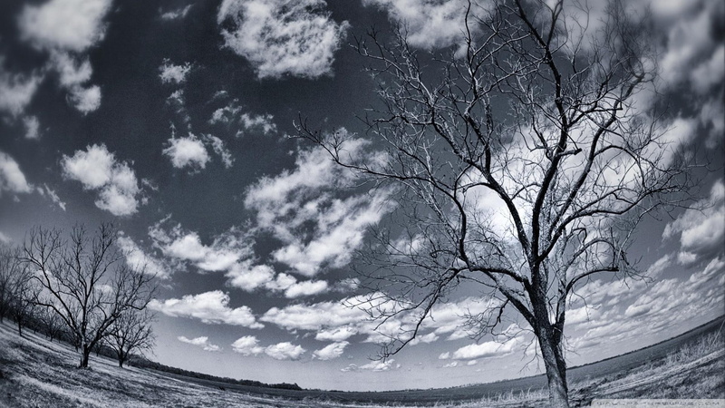 fish eye, winter, clouds, pecan, louisiana, 1080P, grove, photo, 3d and abstract