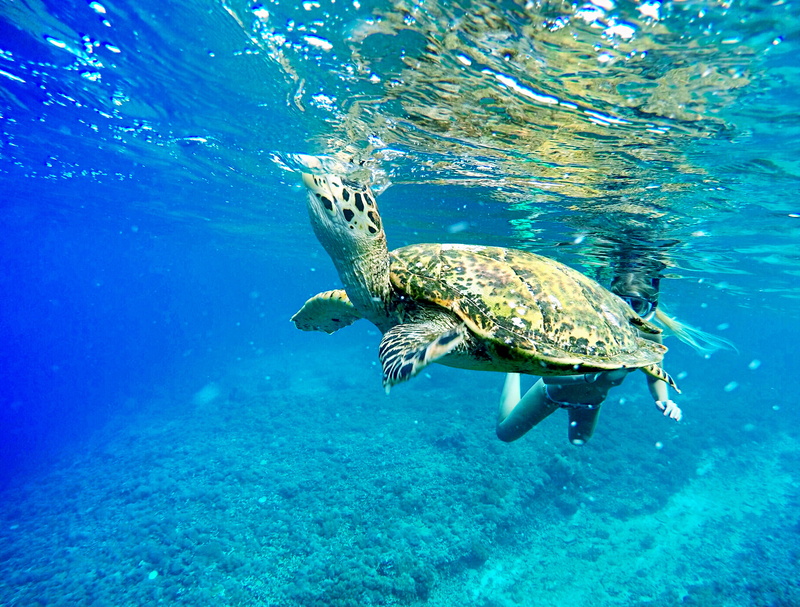 photo, gopro, swimming Animal, underwater, 2K, Bali, sea, turtle, animal, reptile, foto, auf, green Turtle, Meer, outdoor, sea Turtle, ocean, dive, nature
