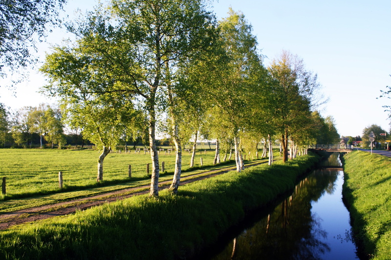 nature, bremervörde, teufelsmoor, tree, row, growth, landscape, plant, field, water, tranquil scene, 4K, no people, sky, beauty in nature, reflection