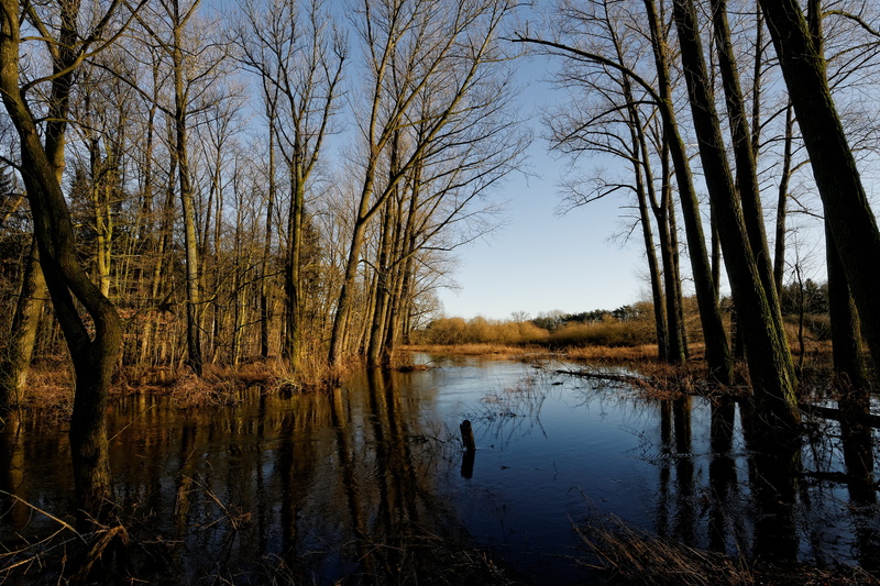 oste, landscape, lake, forest, bare tree, tree, tranquility, plant, river, scenics - nature, wood, sky, trunk, no people, tranquil scene, non-urban scene