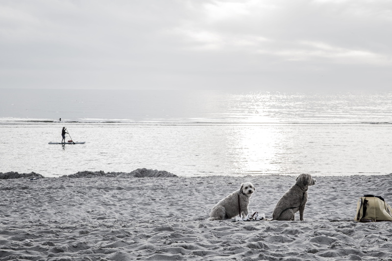 beauty in nature, sea, animal wildlife, 5K, nature, mammal, scenics - nature, relaxation, beach, sylt, group of animals, day, people, germany, sky, water