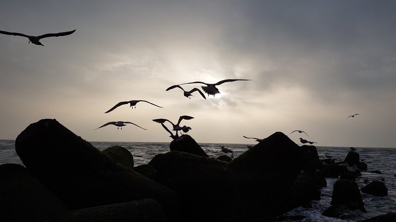 beach, gulls, flock of birds, bird, island, group of animals, 4K, animal wildlife, vacations, rock - object, sea, solid, large group of animals, sky, seagull