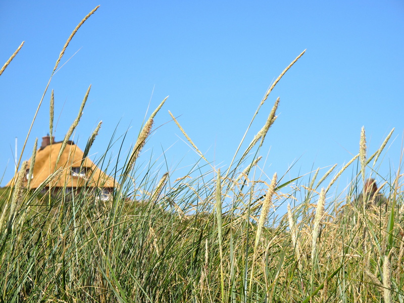 thatched cottage, agriculture, summer, relaxation, sky, plant, beauty in nature, clear sky, dunes, grass, tranquility, island, crop, landscape, growth