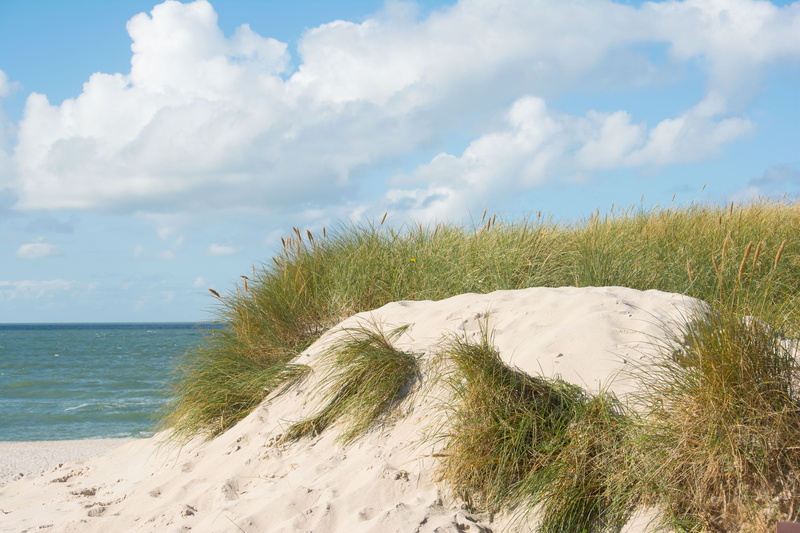 beauty in nature, beach, sea, land, day, plant, sky, sylt, cloud - sky, 5K, tranquility, scenics - nature, dunes, marram grass, horizon, horizon over water