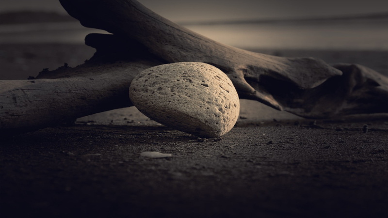 surface level, land, still life, 1080P, outdoors, vegetable, day, dirt, nature, wood, freshness, solid, no people, stone, selective focus, focus on foreground