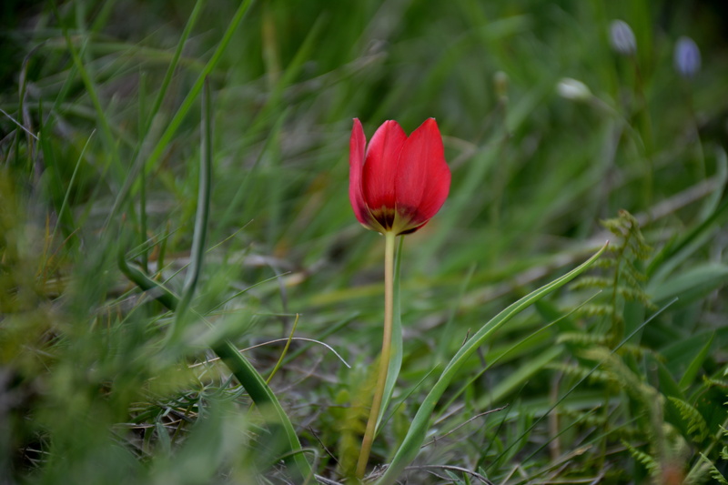 field, no people, plant, süleymaniye, anemon manisa, plant stem, red, flowering plant, flower Head, gümüşhane, outdoors, springtime, spring, beauty in nature