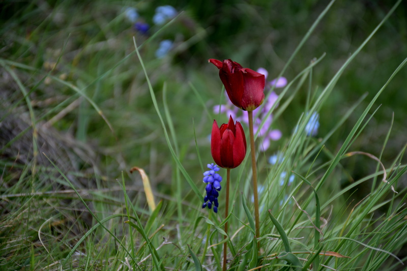 close-up, freshness, flower, outdoors, grass, land, flowering plant, 5K, day, spring, turkey, vulnerability, süleymaniye, red, nature, focus on foreground