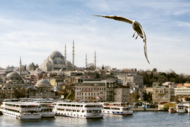 animal, Süleymaniye Mosque, river, sky, mode of transportation, Suleymaniye Mosque, animal themes, cityscape, Seagull, Istanbul, nautical vessel, outdoors