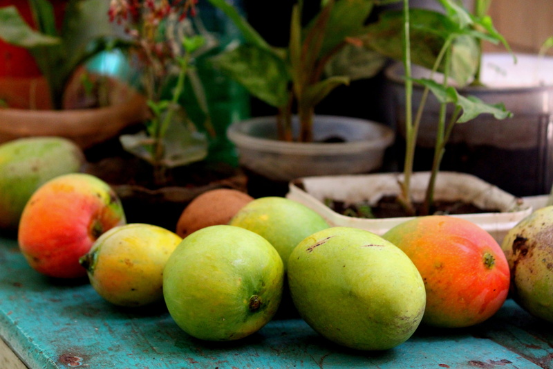 mangofarming, India, no people, still life, food, summer, wellbeing, two, ripe, Mango, focus on foreground, mangoes, outdoors, Bharath, nature, apple, agriculture