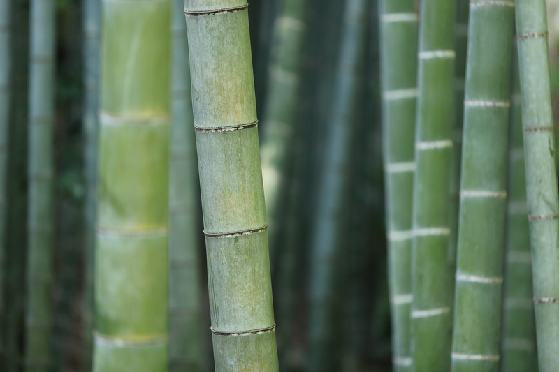 tree, bamboo grove, land, beauty in nature, growth, no people, plant, focus on foreground, 5K, shoots, green, pattern, close-up, wood - material, green color
