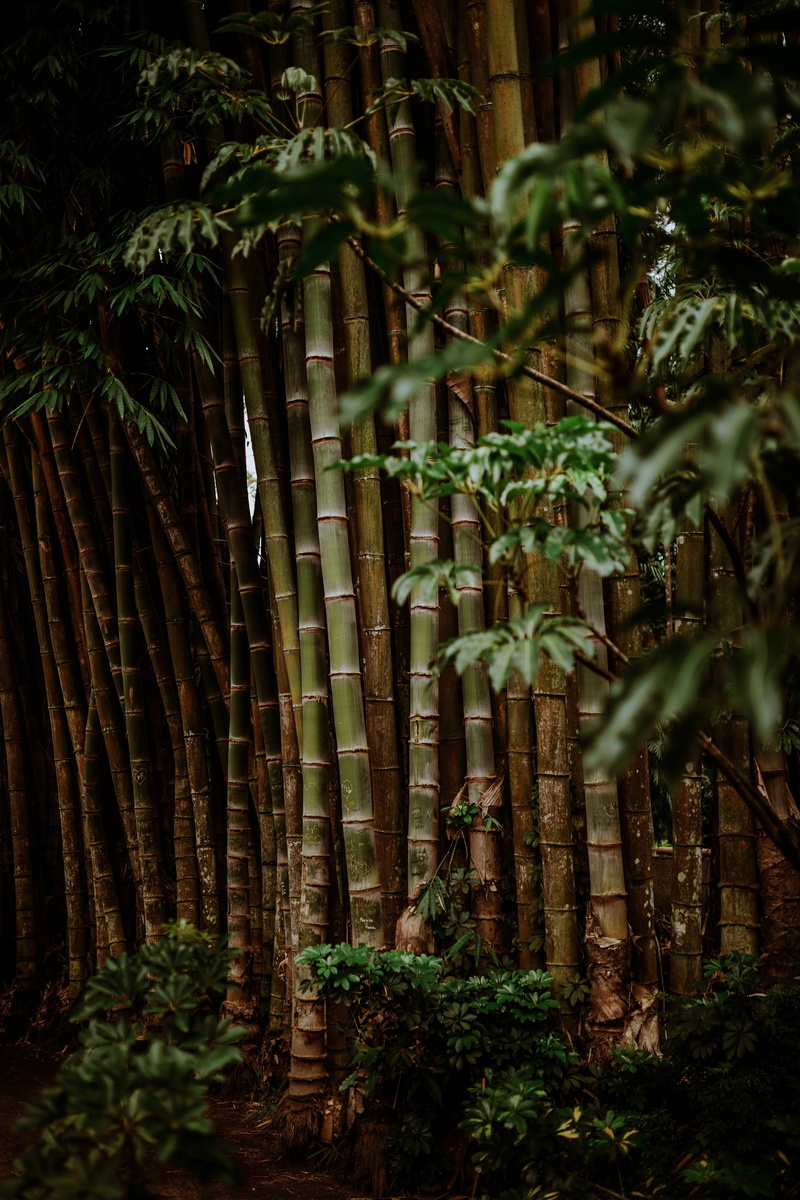 quake, 4K, vegetable, plant part, produce, nature, tree, tranquility, tranquil scene, bamboo - plant, tiger, mammal, cable, no people, rainforest, woodland