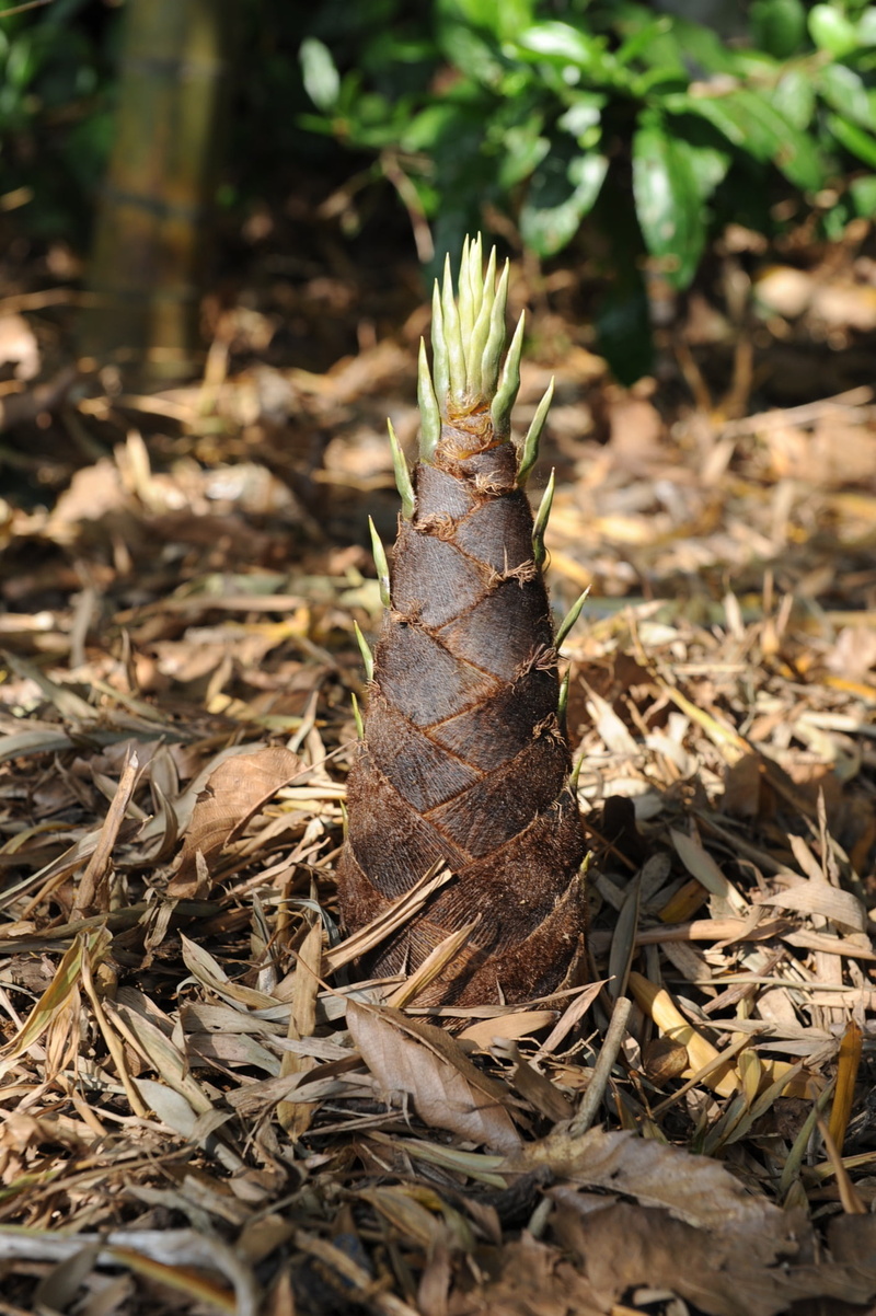 close-up, plant part, may, field, brown, life, bud, day, growth, nature, forest, pine cone, 1080P, land, dry, tranquility, selective focus, no people