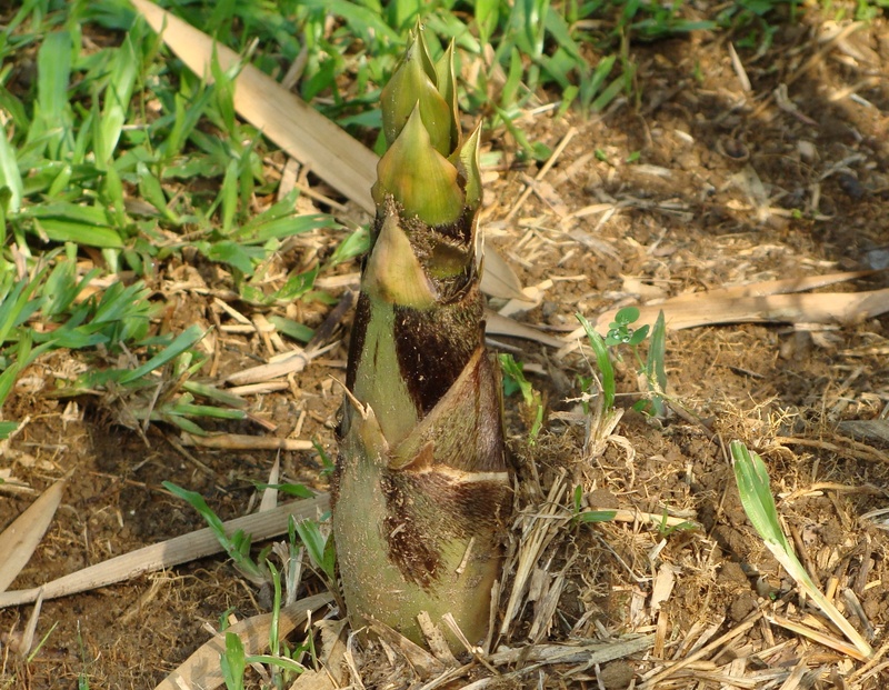 india, bambusa vulgaris, bamboo shoot, one animal, blade of grass, day, no people, animals in the wild, plant part, giant buddhas belly, animal themes